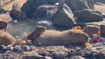 伊豆シャボテン動物公園に投稿された画像（2023/3/15）