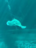 環境水族館アクアマリンふくしまに投稿された画像（2023/3/15）