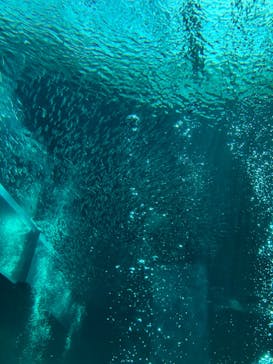 環境水族館アクアマリンふくしまに投稿された画像（2023/3/15）