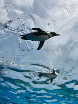 サンシャイン水族館に投稿された画像（2023/3/15）
