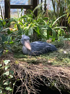 神戸どうぶつ王国に投稿された画像（2023/3/15）