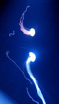 サンシャイン水族館に投稿された画像（2023/3/15）