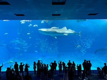 沖縄美ら海水族館に投稿された画像（2023/3/15）
