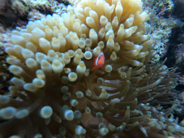 武藤潜水に投稿された画像（2023/3/15）