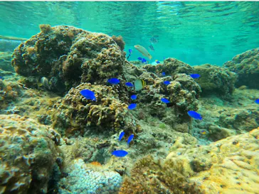 武藤潜水に投稿された画像（2023/3/15）