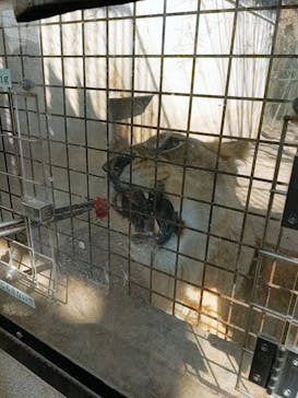 群馬サファリパークに投稿された画像（2023/3/15）