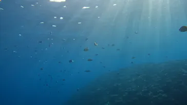 武藤潜水に投稿された画像（2023/3/16）