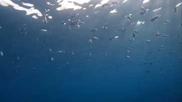 武藤潜水に投稿された画像（2023/3/16）