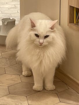 猫カフェモカ　イオンモール幕張新都心店に投稿された画像（2023/3/16）