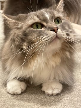 猫カフェモカ　イオンモール幕張新都心店に投稿された画像（2023/3/16）