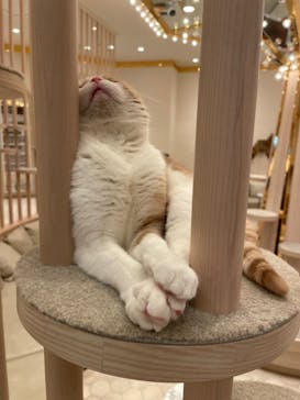 猫カフェモカ　イオンモール幕張新都心店に投稿された画像（2023/3/16）