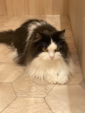 猫カフェモカ　イオンモール幕張新都心店に投稿された画像（2023/3/16）