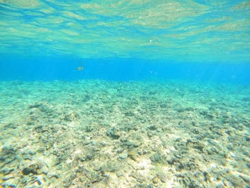 沖縄マリンサービス碧に投稿された画像（2023/3/16）