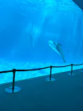 名古屋港水族館に投稿された画像（2023/3/16）