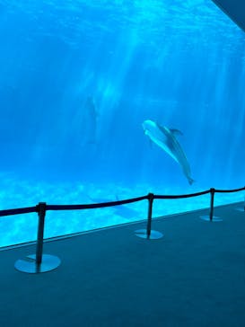 名古屋港水族館に投稿された画像（2023/3/16）