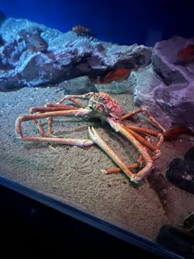 名古屋港水族館に投稿された画像（2023/3/16）