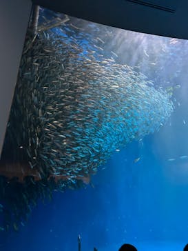 名古屋港水族館に投稿された画像（2023/3/16）