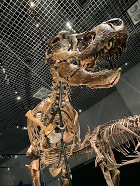 特別展「恐竜博2023」に投稿された画像（2023/3/16）