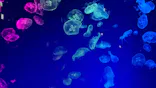 名古屋港水族館に投稿された画像（2023/3/16）