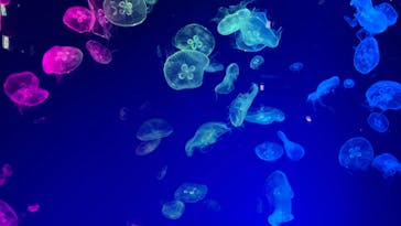 名古屋港水族館に投稿された画像（2023/3/16）