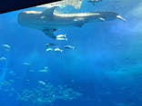 沖縄美ら海水族館に投稿された画像（2023/3/16）