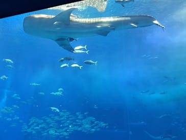 沖縄美ら海水族館に投稿された画像（2023/3/16）