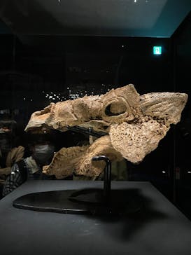 特別展「恐竜博2023」に投稿された画像（2023/3/16）