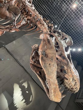 特別展「恐竜博2023」に投稿された画像（2023/3/16）