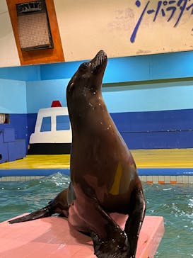 ゼロ距離水族館 伊勢シーパラダイスに投稿された画像（2023/3/16）