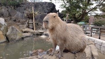 伊豆シャボテン動物公園に投稿された画像（2023/3/16）