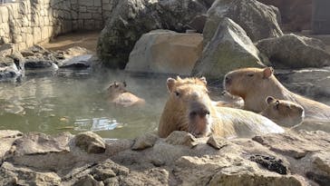 伊豆シャボテン動物公園に投稿された画像（2023/3/16）
