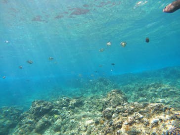 沖縄マリンサービス碧に投稿された画像（2023/3/17）