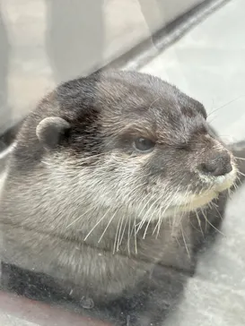 横浜・八景島シーパラダイスに投稿された画像（2023/3/17）