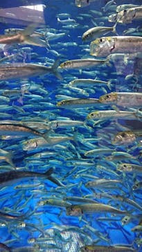 アクアワールド茨城県大洗水族館に投稿された画像（2023/3/17）