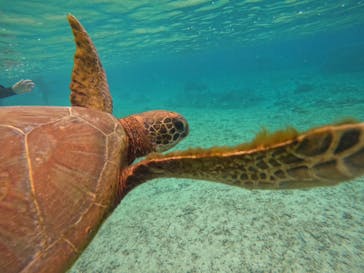 宮古島 ADVENTURE PiPi（ミヤコジマ アドベンチャー ピピ）に投稿された画像（2023/3/17）