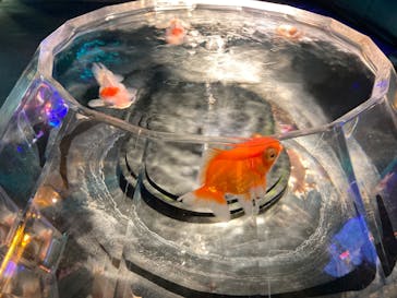 NARA KINGYO MUSEUMに投稿された画像（2023/3/17）