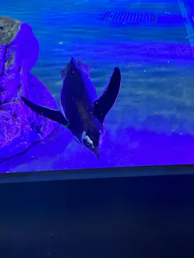 すみだ水族館に投稿された画像（2023/3/17）