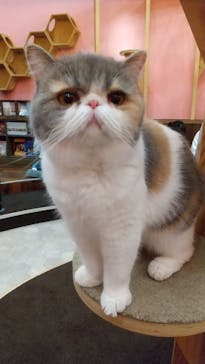 猫カフェモカ イオンモール大日店に投稿された画像（2023/3/17）