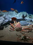 名古屋港水族館に投稿された画像（2023/3/17）