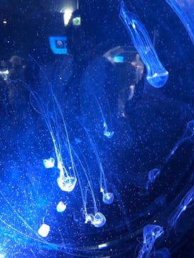 名古屋港水族館に投稿された画像（2023/3/17）