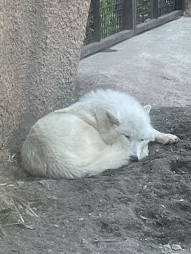 那須どうぶつ王国に投稿された画像（2023/3/17）