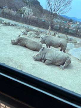 群馬サファリパークに投稿された画像（2023/3/17）