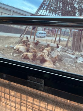 群馬サファリパークに投稿された画像（2023/3/17）