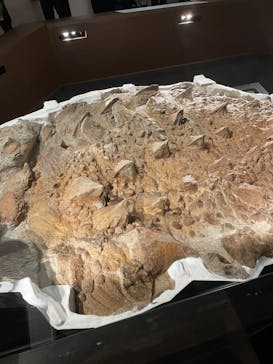 特別展「恐竜博2023」に投稿された画像（2023/3/17）