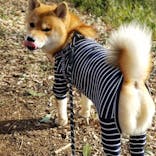 わんダフルネイチャーヴィレッジに投稿された画像（2023/3/17）