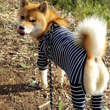 わんダフルネイチャーヴィレッジに投稿された画像（2023/3/17）