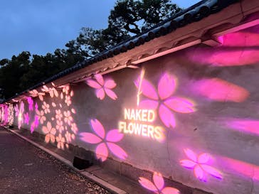 『NAKED FLOWERS 2023 桜 世界遺産・二条城』に投稿された画像（2023/3/17）