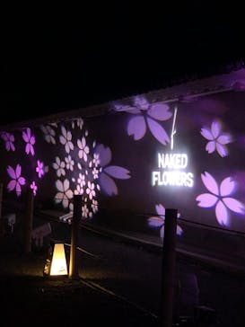 『NAKED FLOWERS 2023 桜 世界遺産・二条城』に投稿された画像（2023/3/17）