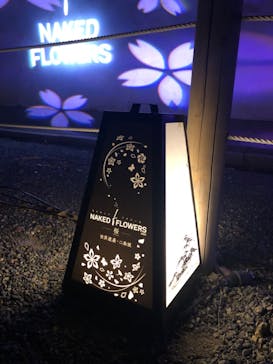 『NAKED FLOWERS 2023 桜 世界遺産・二条城』に投稿された画像（2023/3/17）