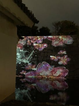 『NAKED FLOWERS 2023 桜 世界遺産・二条城』に投稿された画像（2023/3/17）